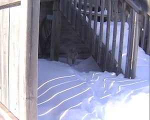 Lhasa Apsos Explore In Back Yard Snow