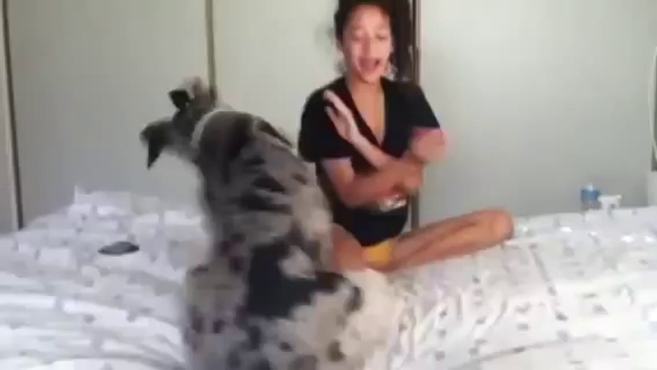 A dog and girl and girl mujeres que juegan con los perros dog girl with dog girl gog