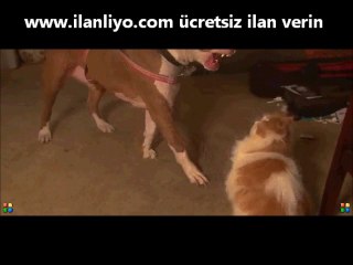 kedi ve köpek yavaşlaşlatılmış hali done