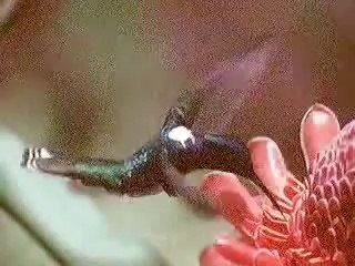 kichk islamic state 2