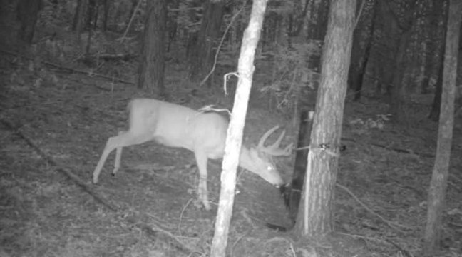 August Buck Trail Cam video