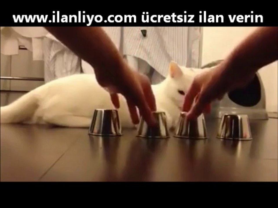 Kedideki akla bak!! Hayret verici