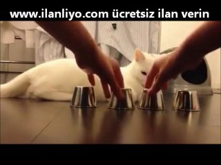 Kedideki akla bak!! Hayret verici