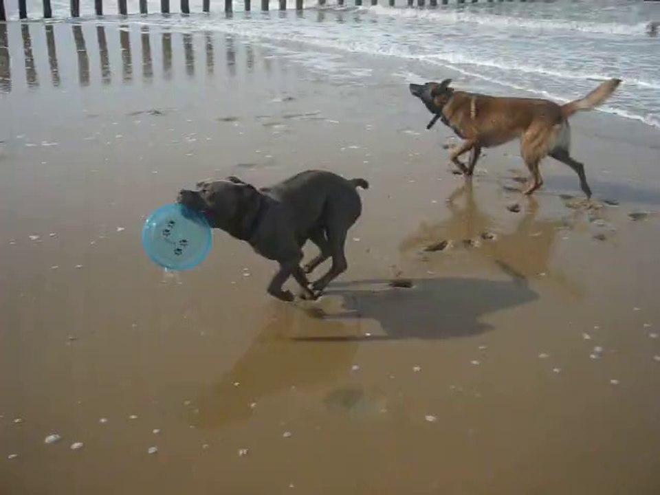 Iron et Gandaf a la plage