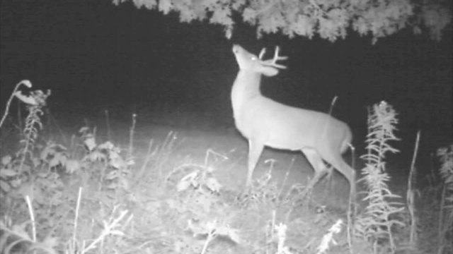 Signs of the Rut: Bucks Fighting for Dominance