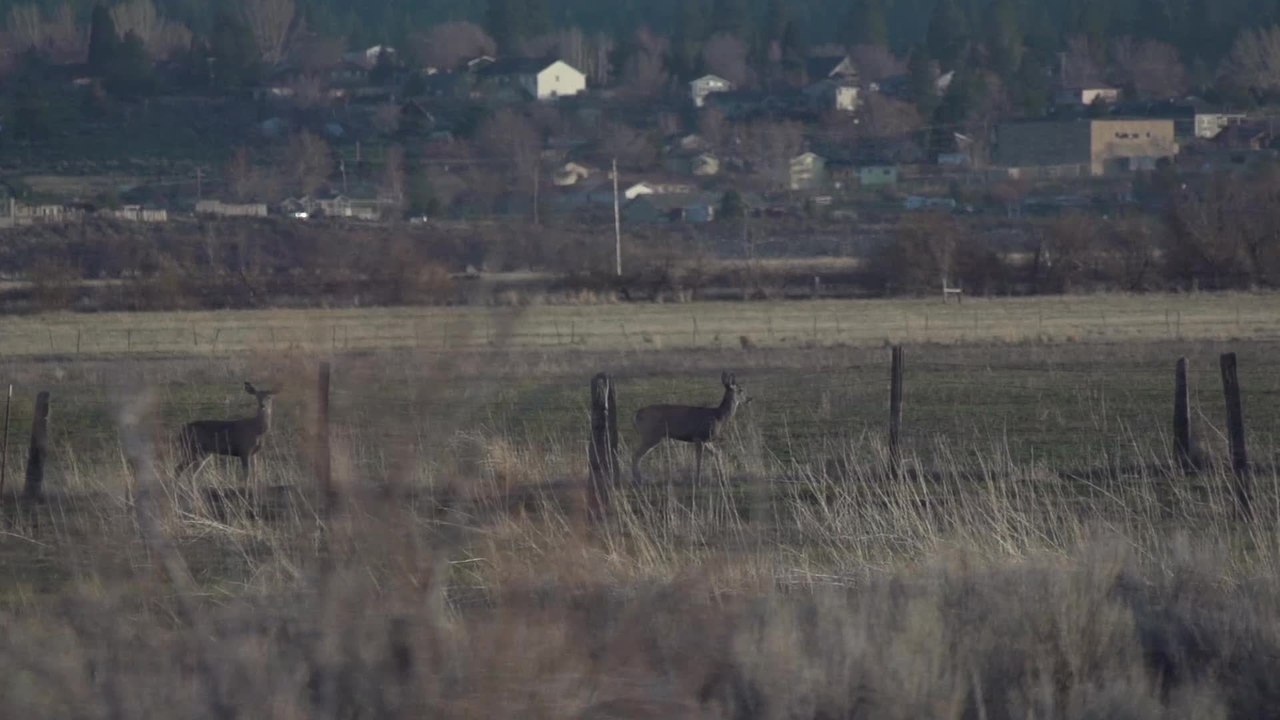 Hero for a Day 2013: Reviving Fire-Scorched Mule Deer Habitat in California