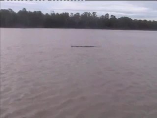 Giant Croc Slams Barramundi Boat-Side in Australia