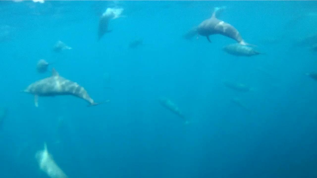 Costa Rican Tuna Time (E01)