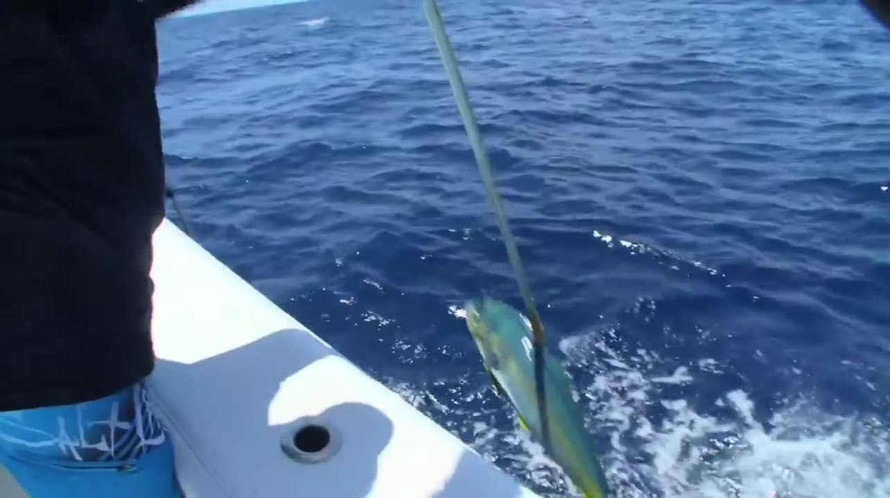 Islamorada Dolphin