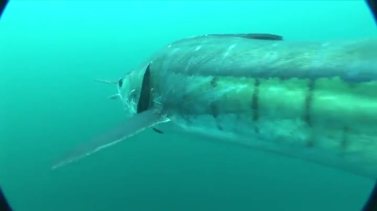 Los Cabos Fishing and Travel Guide