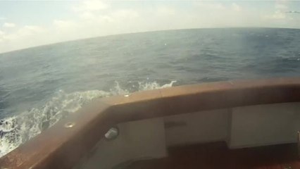 Wild Blue Marlin in the D.R.