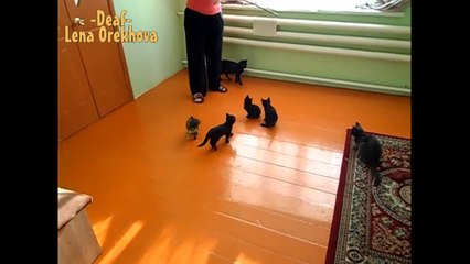 Playful Kitten Slides Around Room