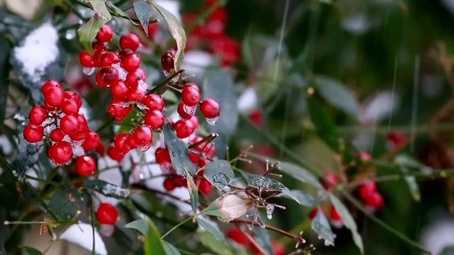 D.C. locals enjoy the beauty of the snow