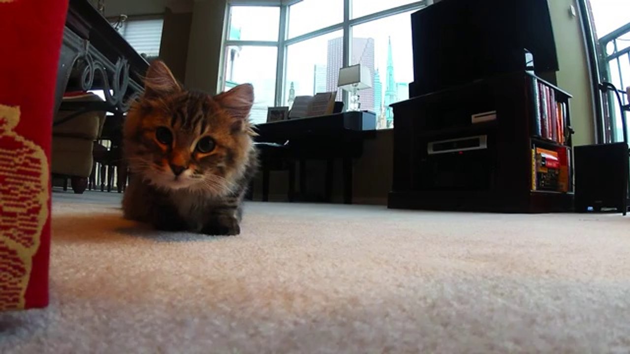 Kitten Discovers GoPro Camera