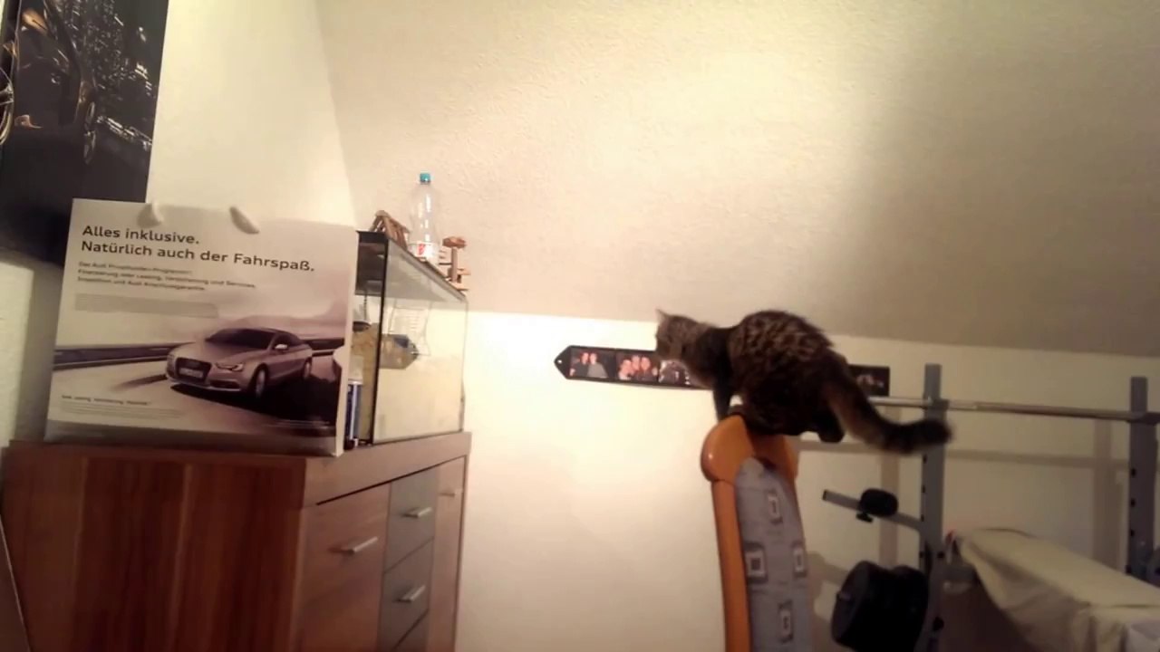 Hilarious Cat Jumping Fail
