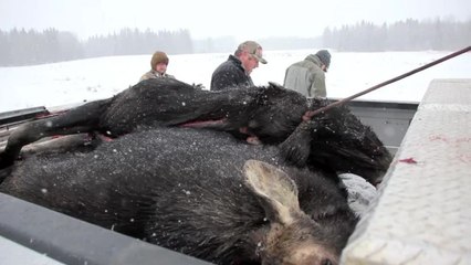 The Easiest Way to Haul Out a Moose