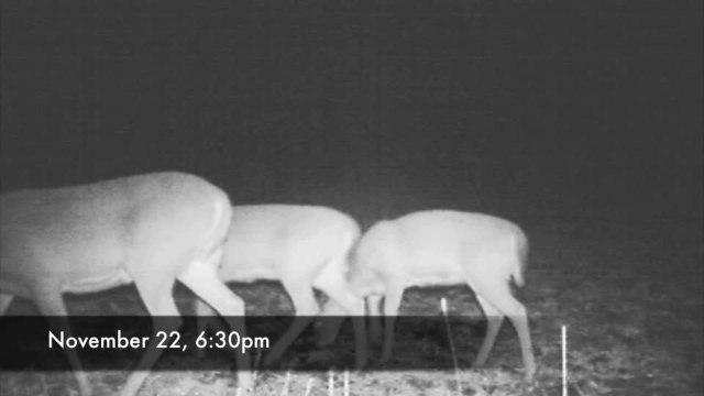 Deer Activity Report: Rut is Waning