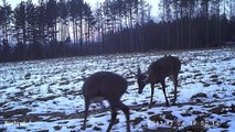 December Deer Activity Report