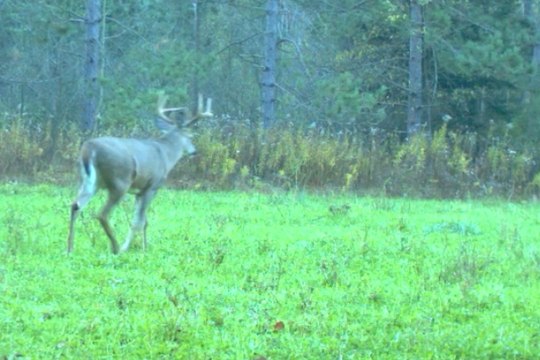 Deer Activity Report: The Rut is On!