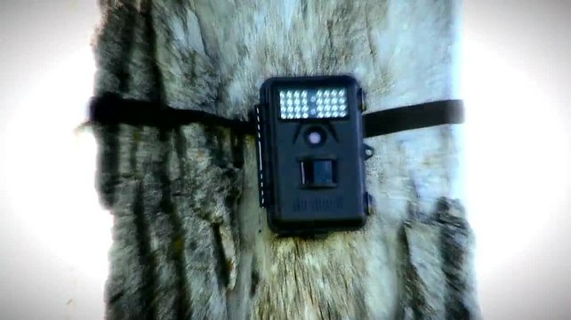 Record Quest: Effectively Checking Trail Cams