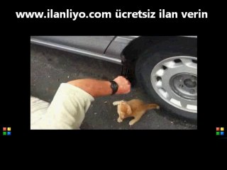 Lastik Değişmeye İzin Vermeyen Kedi