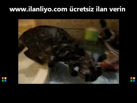 Lavaboda Duş Alan Kedi