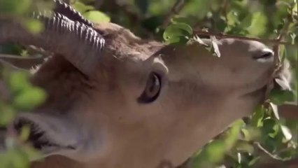 Dağ Keçisi Yavrularının Yaşam Savaşı