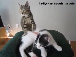 Masaj Yapan Kedi