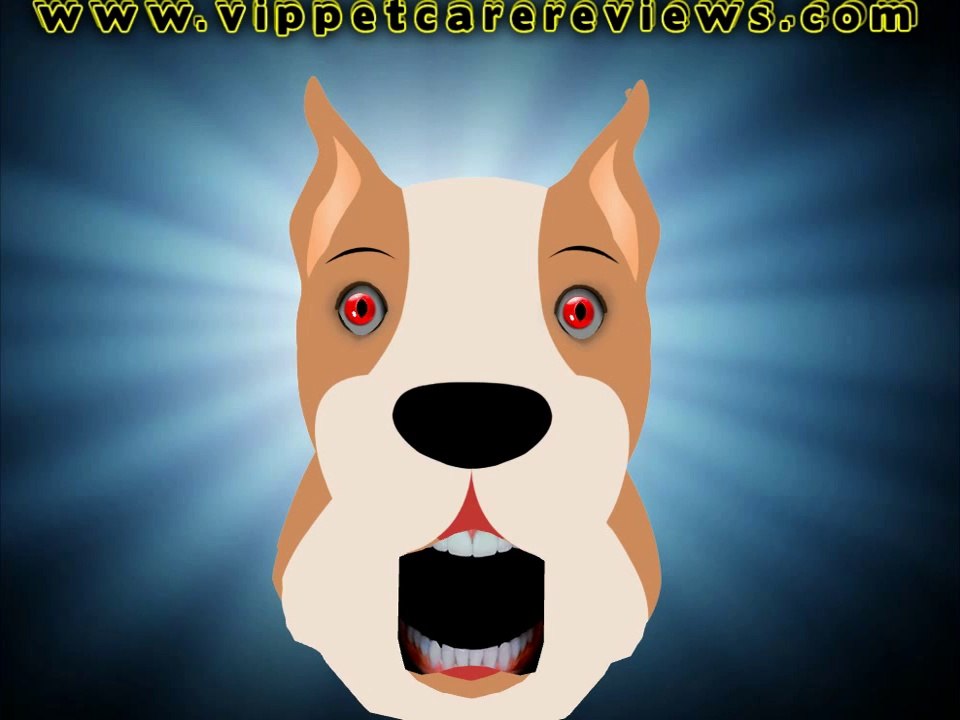 Pet Care - Dogs How To Have A Healthy Dog - Pet Care