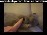 Uyuyan Kedinin Tatlı Hareketi