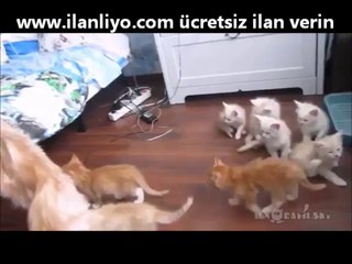 Yavru Kedilerin Komik Tepkisi