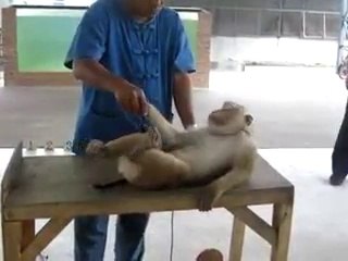 Monkey Doiny Pushup very funny