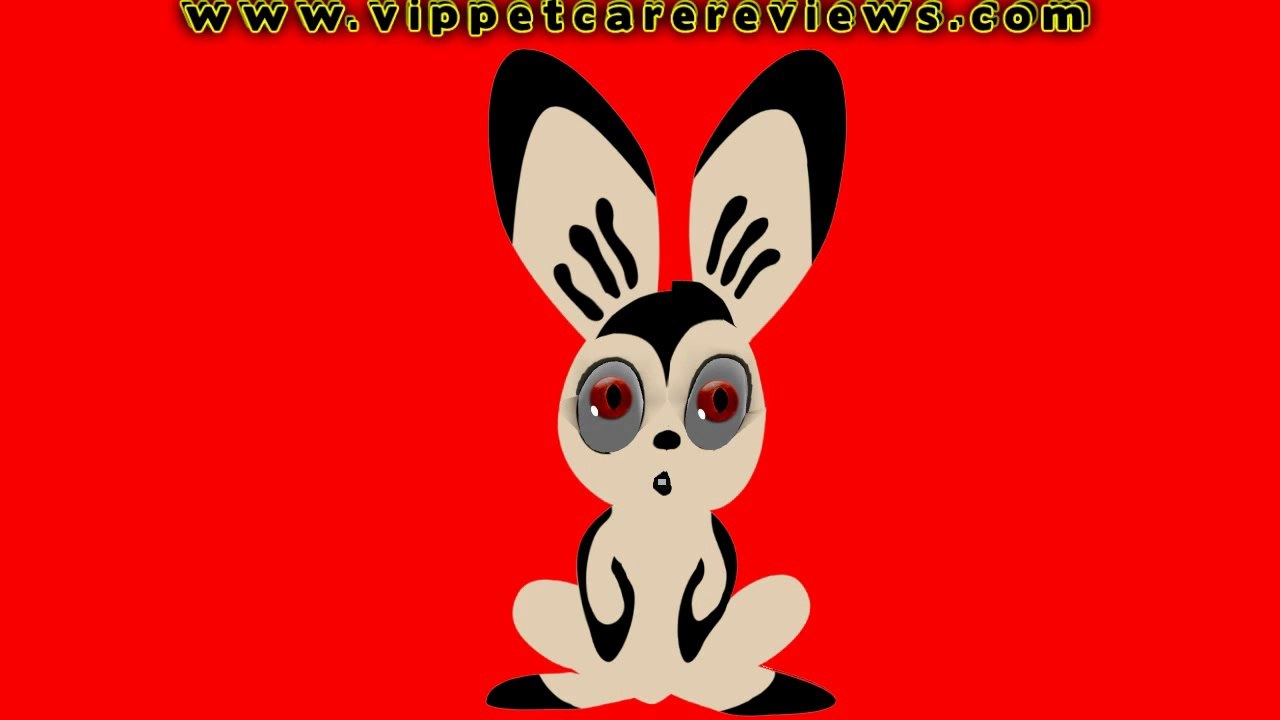 Pet Care Rabbit Basic Care For Rabbits Pet Care