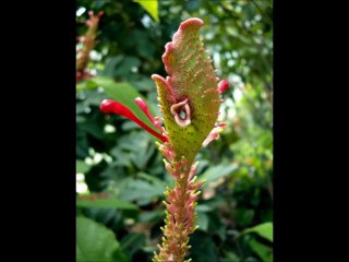 RARE MAGNIFICENT AND STUNNING FLOWERS ΣΠΑΝΙΑ ΑΝΘΗ