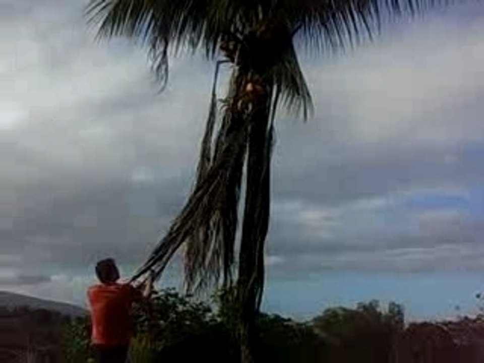 Coconnut