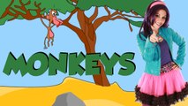 Monkeys - Animal Facts for Kids and Children