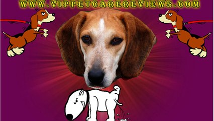 Pet Care The Beagle Dog Breed