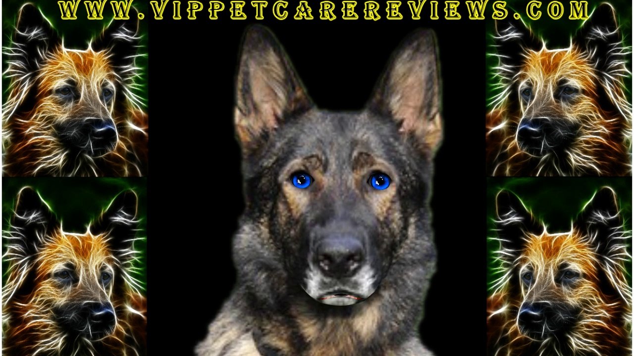 Pet Care The German Shepherd  Dog Breed
