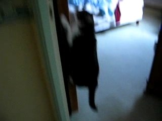 chat escalade d'armoire