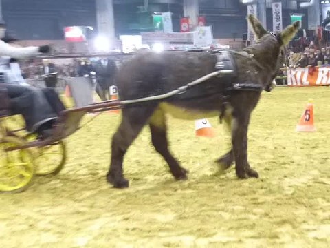 BAUDET DU POITOU VIVALDI et ANNE LOUISE Salon agriculture 2014