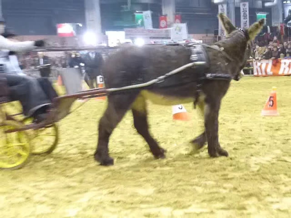 BAUDET DU POITOU VIVALDI et ANNE LOUISE Salon agriculture 2014