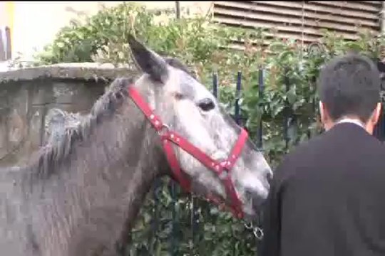 Sahipsiz at zor anlar yaşattı