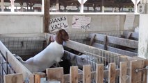 Male Goats Attract Females With Their Smell