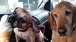 Two Dogs Share Ice Cream Cone In The Cutest Way Possible