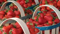 Fête de la fraise - Pourquoi la fraise à Carpentras ?