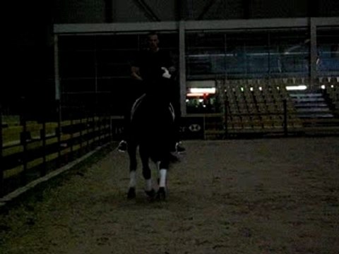 éspagnol trot allongé