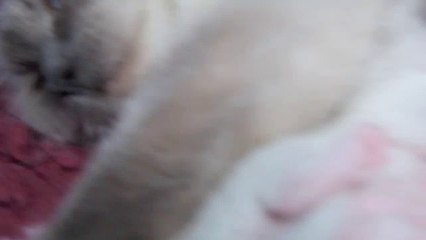 Chatons de Gomina des Coeurs Azur et Malattodolls Guerlain