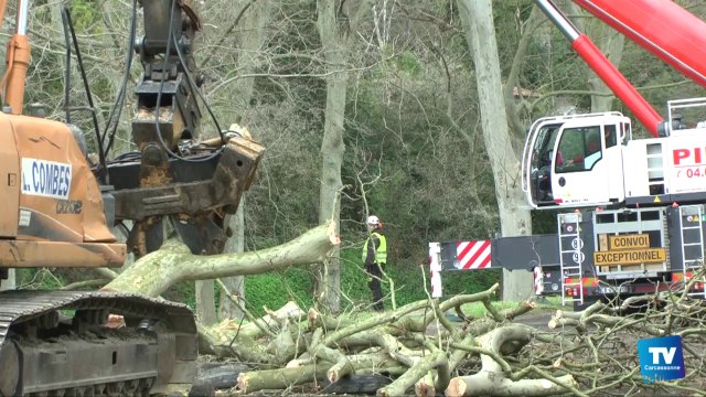 Chantier colossal pour l'abattage des platanes le long du canal du midi à carcassonne.