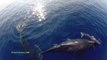 Des centaines de Dauphins et Baleines filmés au Drone. Impressionnant!