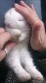 Sleeping Bunny Is the Cutest Thing You've Ever Seen